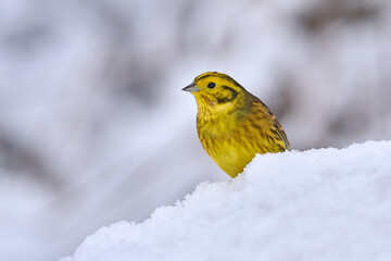 Yellowhammer (Emberiza citrinella)