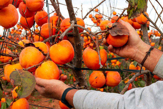 Farmer harvests kakis (Diospyros kaki, kaki persimmon) in a plot of the Protected Designation of Origin (D.O.P.) Ribera del X&uacute;quer in Valencia (Spain)