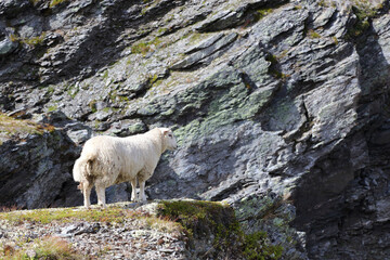 Fototapeta na wymiar Schaf in Aurlandsvegen / Sheep at Aurlandsvegen / Ovis