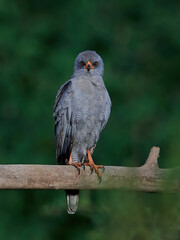 Dark chanting goshawk (Melierax metabates)