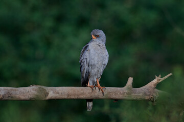 Dark chanting goshawk (Melierax metabates)