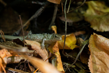 Small but fearless lizard looks at the camera