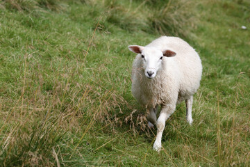 Schaf / Sheep / Ovis.