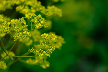 秋の鼻高展望花の丘の花々