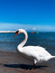 Obraz premium cygne at jesolo 