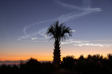 Palm trees silhouetted against the evening sky.
