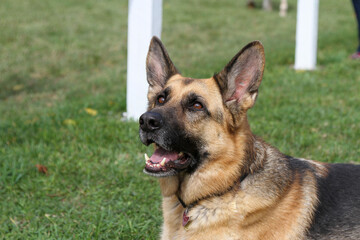 German Shepherd Portrait