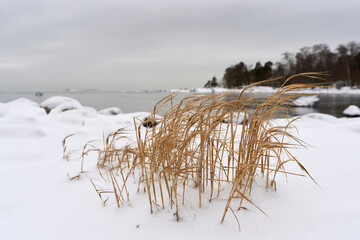 Dry reeds in snow by the almost frozen Baltic Sea in Helsinki, Finland on 14 January 2021.
