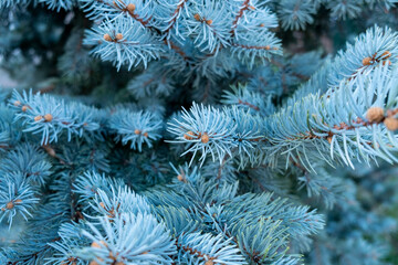 Blue spruce background. Coniferous tree. Nature, Christmas, New Year, seasonal concept. Selective focus.