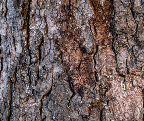 abstract brown wooden nature background by closeup rough cracked texture surface