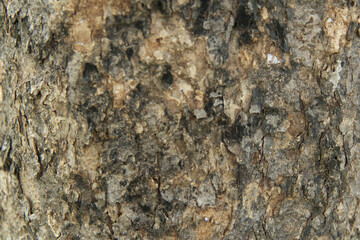 Blurred Bark pattern is seamless texture from tree. For backgrou