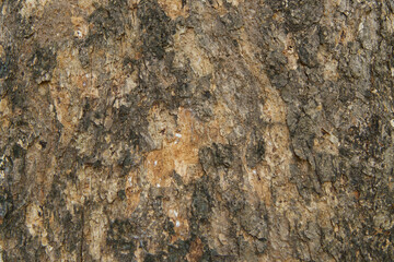 Select focus blurred pattern seamless texture from Bark tree. For background wood work, Bark of brown hardwood, thick bark hardwood, residential house wood. nature, trunk, tree, bark, hardwood, trunk