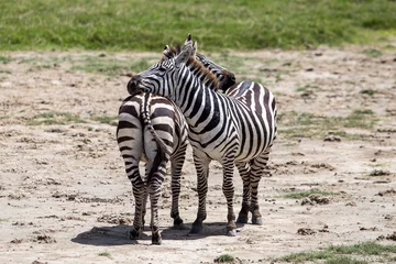 Fotobehang zebra in the wild © Maximilian