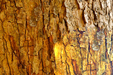 Select focus blurred pattern seamless texture from Bark tree. For background wood work, Bark of brown hardwood, thick bark hardwood, residential house wood. nature, trunk, tree, bark, hardwood, trunk