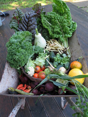 taczka pełna świeżych warzyw plony z ogrodu organicznego - obrazy, fototapety, plakaty
