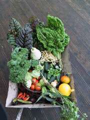 taczka pełna świeżych warzyw plony z ogrodu organicznego - obrazy, fototapety, plakaty