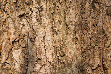 Select focus blurred pattern seamless texture from Bark tree. For background wood work, Bark of brown hardwood, thick bark hardwood, residential house wood. nature, trunk, tree, bark, hardwood, trunk
