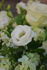 white rose in the garden