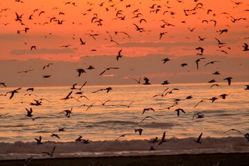flock of seagulls