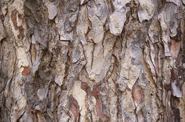 Bark pattern is seamless texture from tree. For background wood