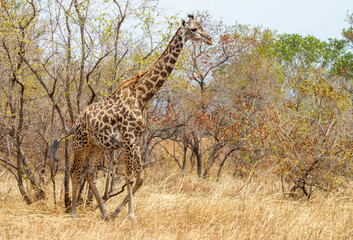 A giraffe is walking on a dry land in a safari in Tanzania.