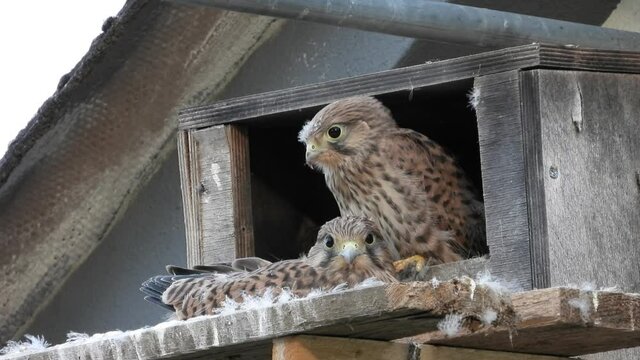Turmfalke (Falco tinnunculus) 