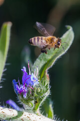 Honey bee collects nectar from Echium vulgare, viper's bugloss, blueweed. Collect pollen in the meadow.