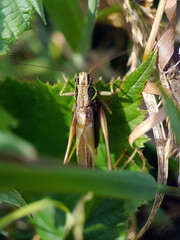 Bush cricket on leaf