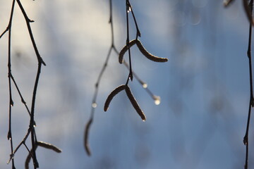 birch branches with catkins on a winter day