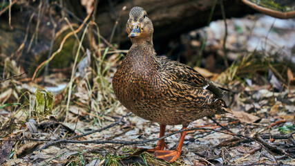 duck on the lake