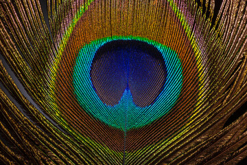 Macro peacock feather,Peacock Feather,Beautiful exotic peacock feather on white background with copy space.