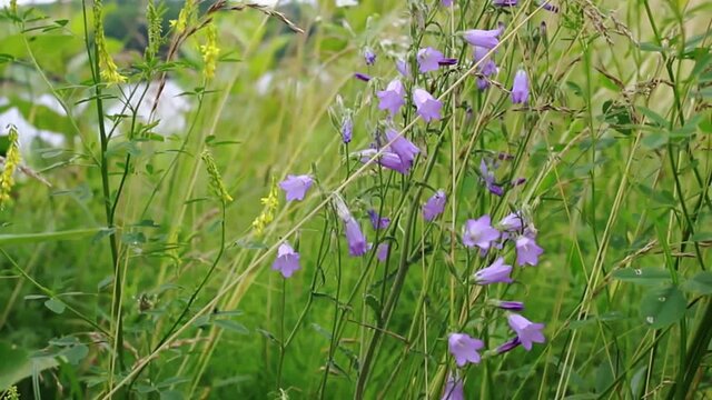 Campanula rapunculoides, creeping bellflower, or rampion bellflower. Violet flowers and buds of a campanula on the field.