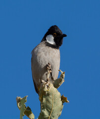 White-eared Bulbul bird with blue sky background perched on a tree branch of the White-eared Bulbul home garden ( Pycnonotus leucotis )