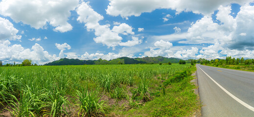 Country side view with sugar cane in the cane fields with mountain background. Nature and agriculture concept.