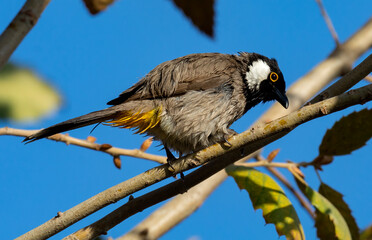 White-eared Bulbul bird with blue sky background perched on a tree branch of the White-eared Bulbul home garden ( Pycnonotus leucotis )