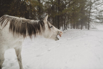 Fototapeta na wymiar White horse yawning in woods in the Wisconsin winter