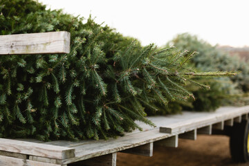 Close up of a fresh cut Christmas tree on tractor - obrazy, fototapety, plakaty