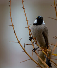 White-eared Bulbul bird perched on a tree branch in the home garden (Pycnonotus leucotis )