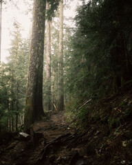 Summit Lake Trail in Ashford, Washington