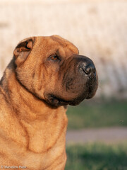 Head portrait Shar Pei brown colored purebred dog