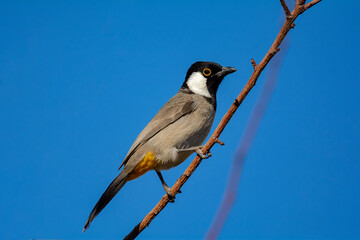 White-eared Bulbul bird with blue sky background perched on a tree branch of the White-eared Bulbul home garden ( Pycnonotus leucotis )