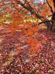 autumn leaves in the park