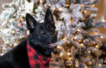 Black German Shepherd 