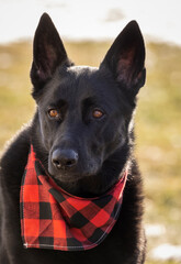 Black German shepherd 