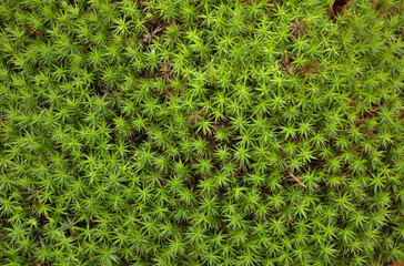 Moss Plantago subulata L. Green background and hue. Autumn in the mountains.
