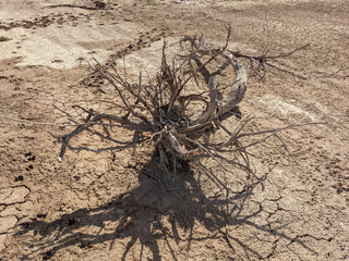 photo of uprooted dead tree in arid ground