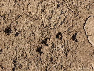 photo of animal traces on a mud gound