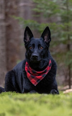 Black German Shepherd. 