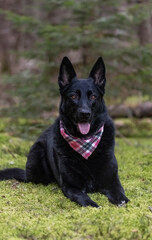 Black German Shepherd. 