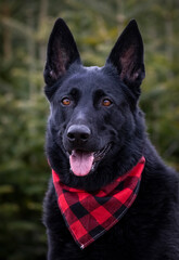 Black German Shepherd. 